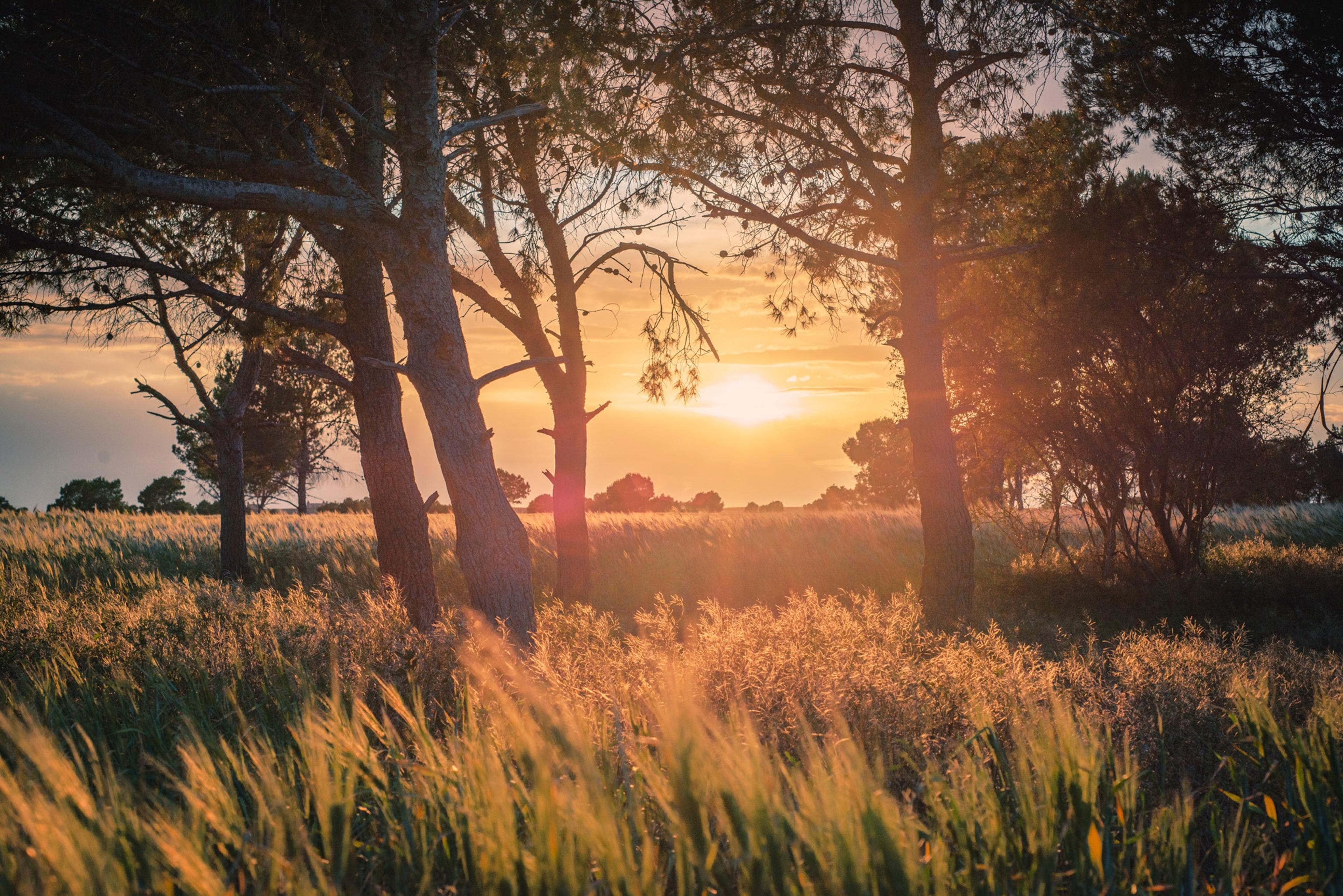 Summer sun set seen through trees