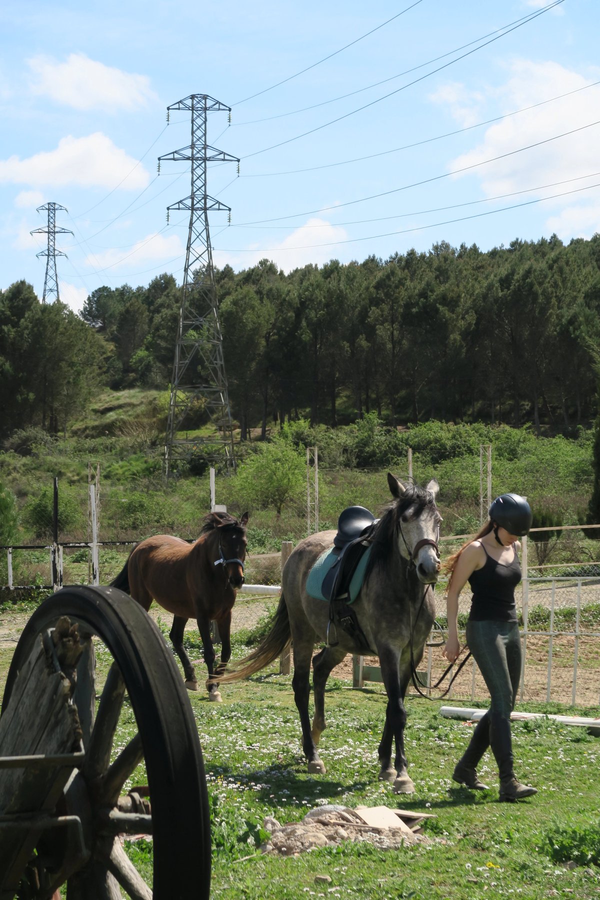Chica llevando del ramal una yegua torda y detras le sigue una yegua castaña