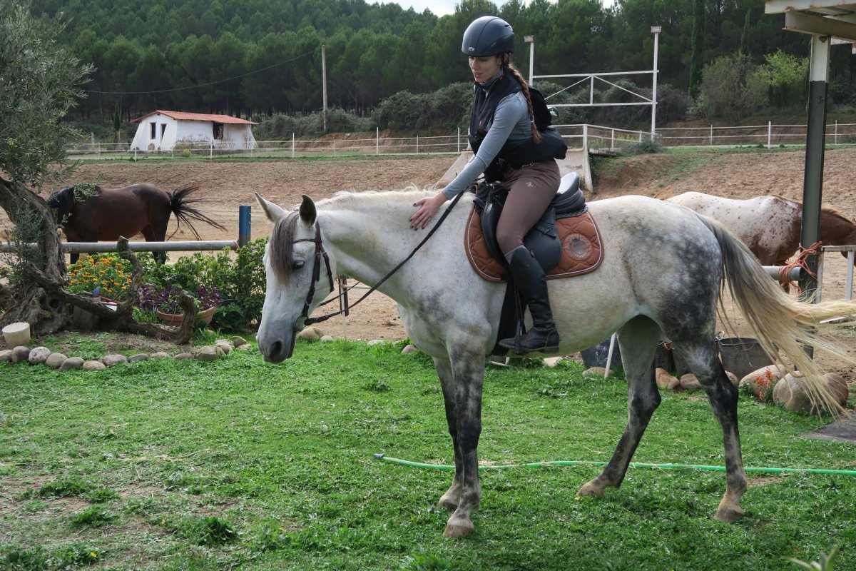 caballo tordo