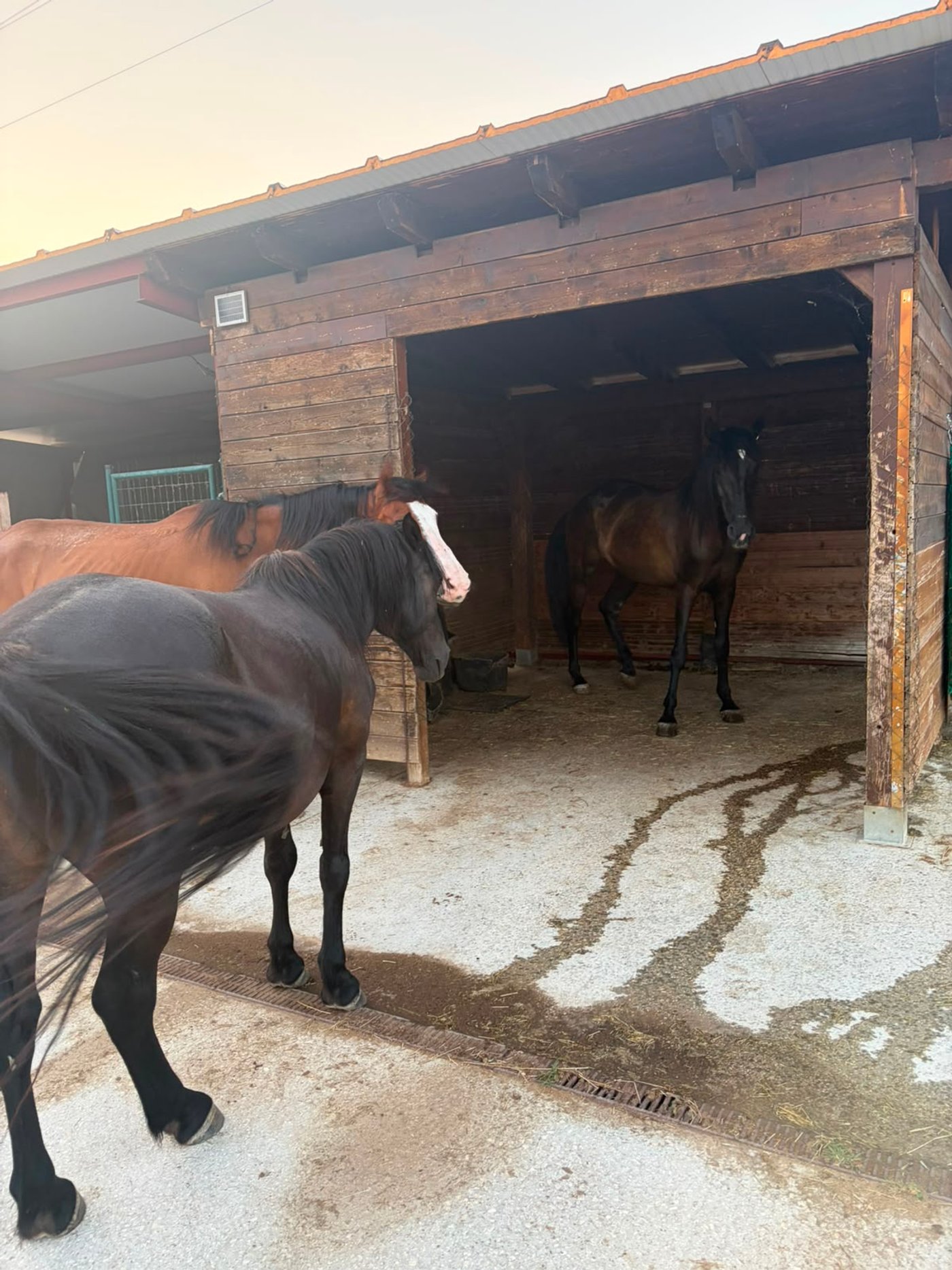 Dos nuevos amigos para Runa