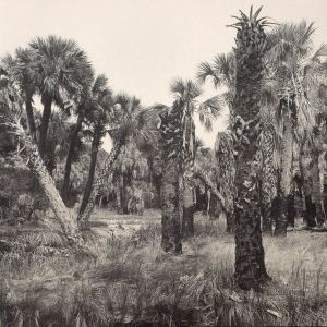 Carrie Mae Weems: Sea Islands