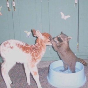 Charlie Fox: Flowers of Romance