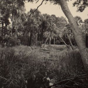Carrie Mae Weems: Sea Islands