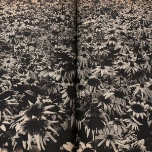 Daidō Moriyama: Memories of a dog, final chapter