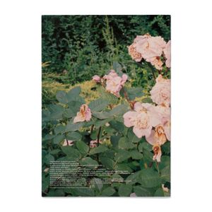 Sofia Coppola: The Virgin Suicides