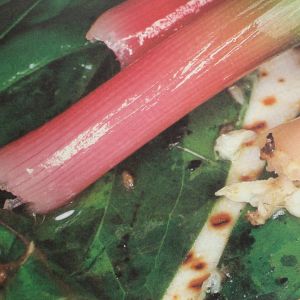 Nobuyoshi Araki: The Banquet