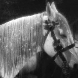 Charlie Fox: Flowers of Romance