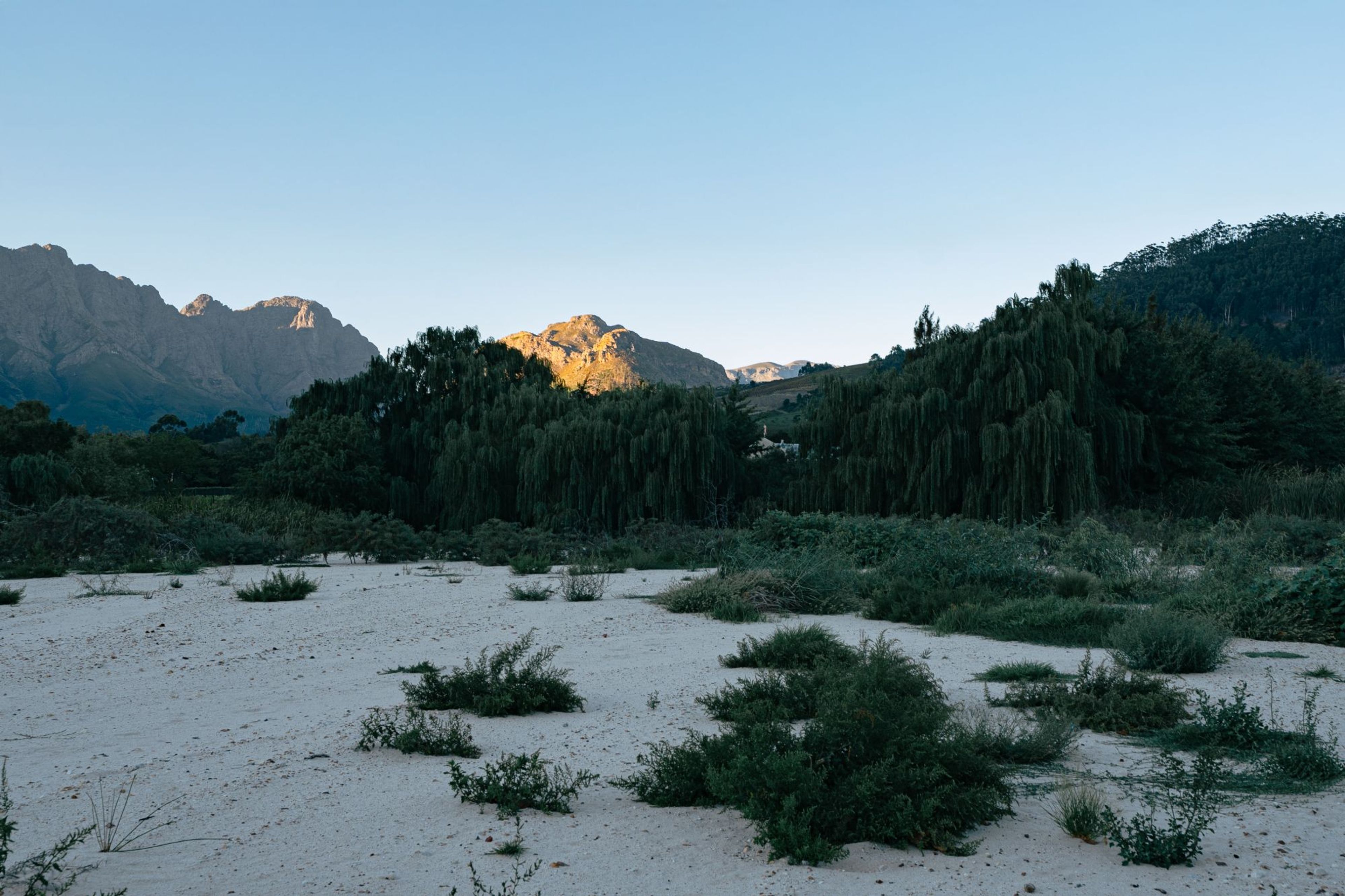 Mountains and willows in early morning light