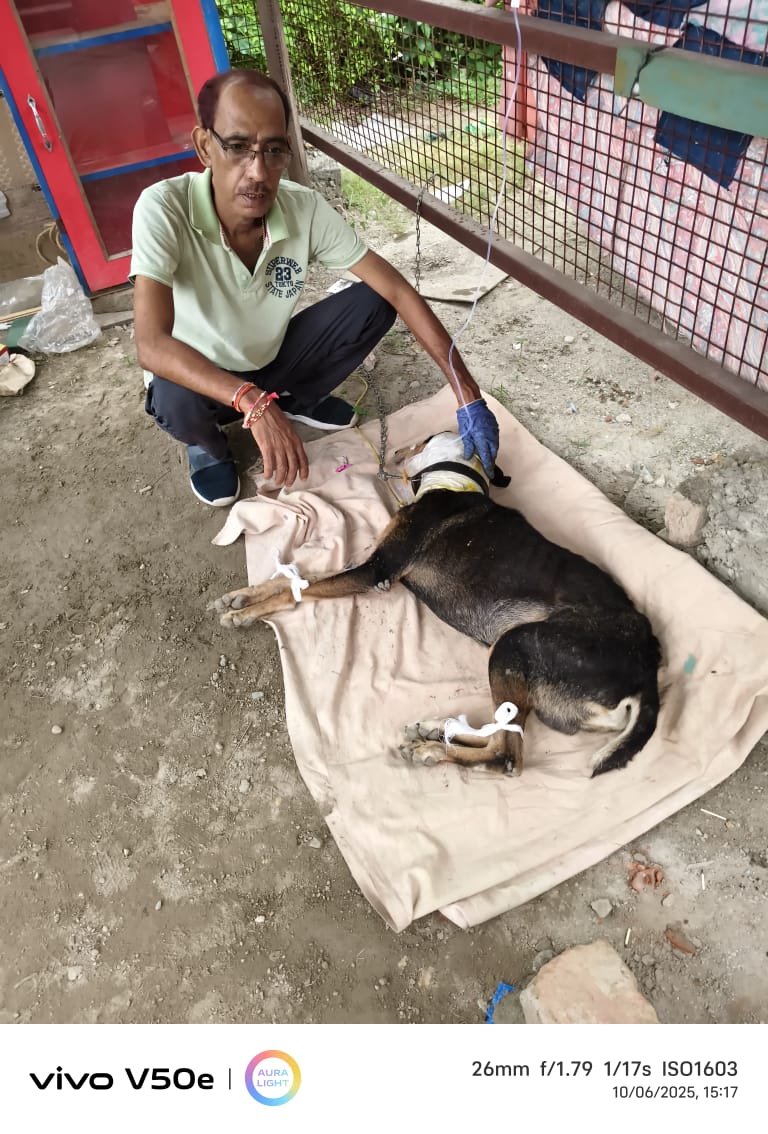 Kaalu's Rescue Story | कालू की रेस्क्यू स्टोरी 