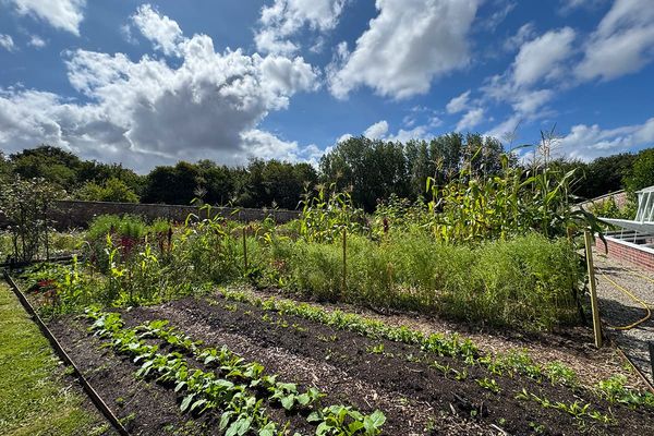 Vegetable beds with young seedlings and tall sweetcorn in a walled garden under a bright blue sky with white clouds