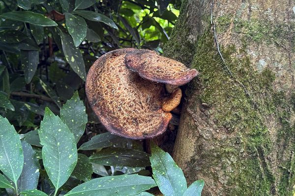 Large brown bracket fungus growing from a mossy tree trunk, surrounded by glossy speckled green leaves