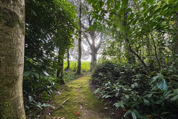 Mossy path through shaded woodland with tall trees and dense shrubs, sunlight filtering through towards an open field