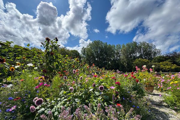 Flower beds full of dahlias, sunflowers, cosmos and cornflowers beside a gravel path under a blue sky with clouds