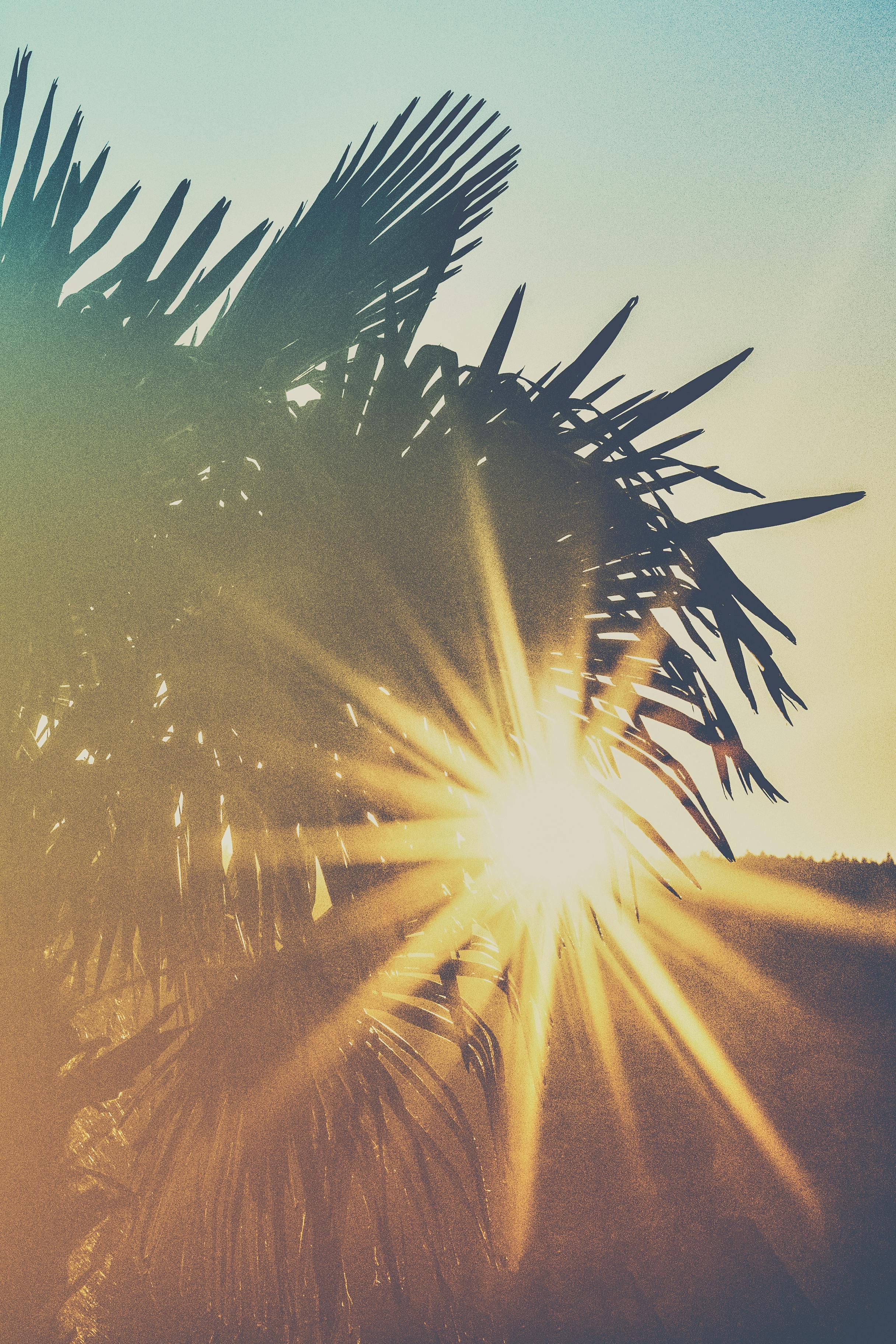 Sun rays shining through the leaf of a palm tree