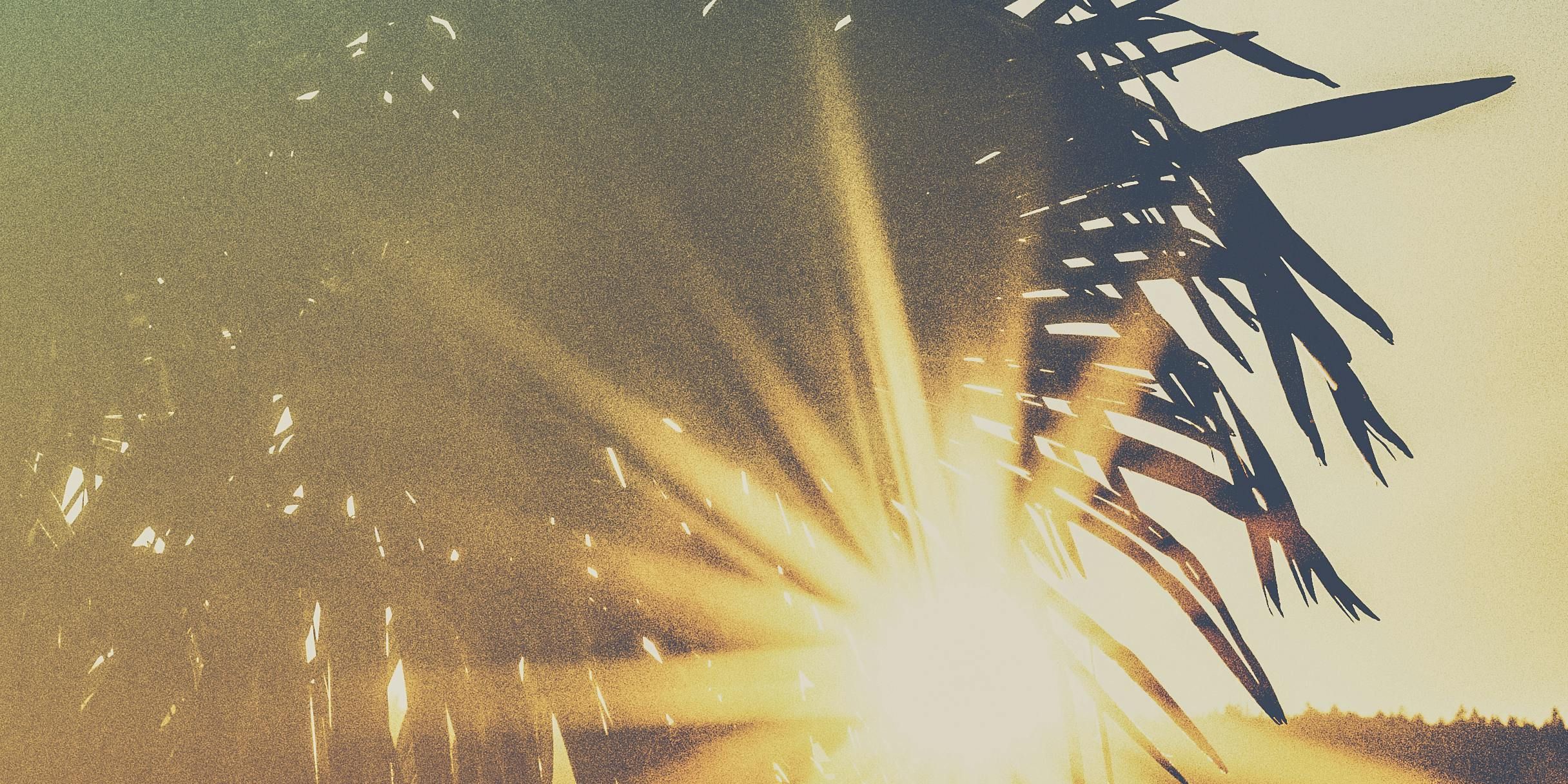 Sun rays shining through the leaf of a palm tree