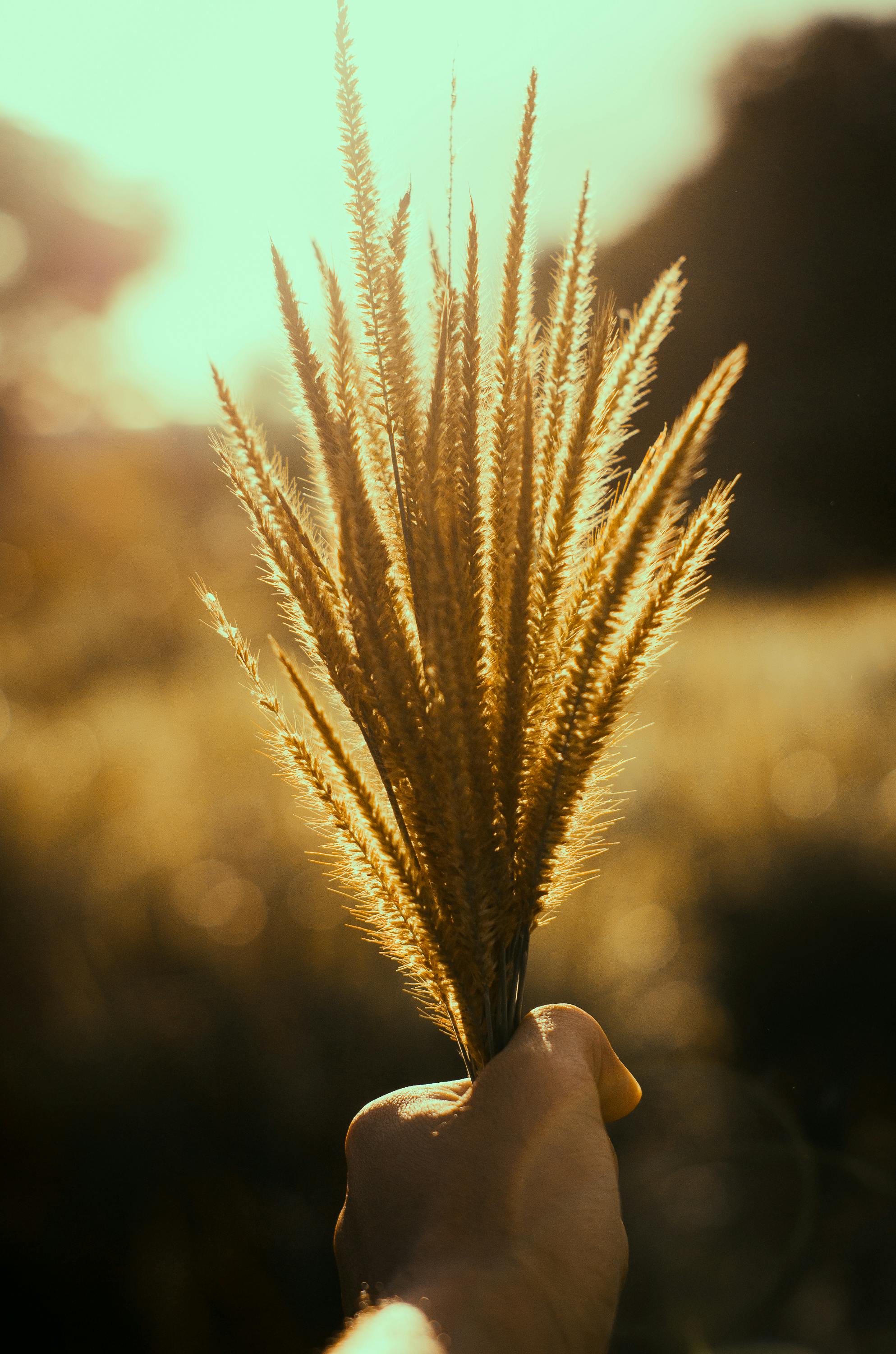 hand holding a bundle of wheat