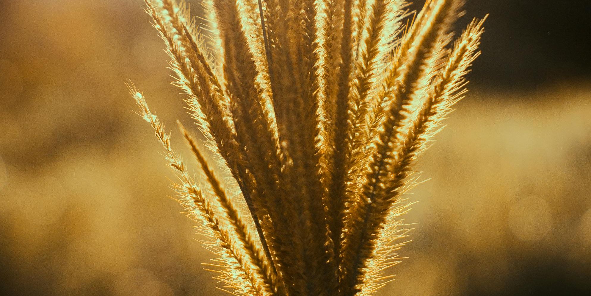 hand holding a bundle of wheat