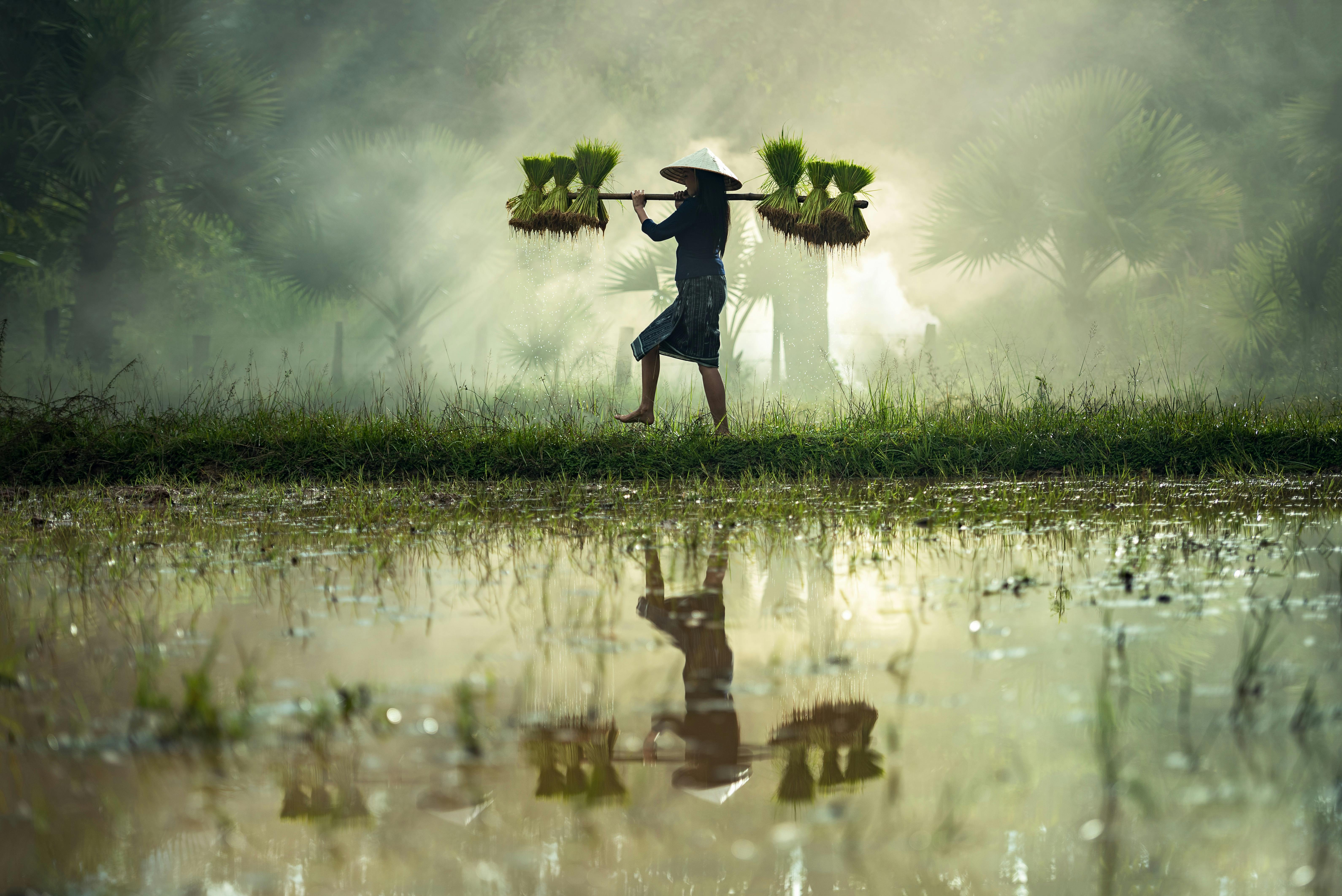 Barefoot man in flooded field walking on grass through a mist with stalks on a stick