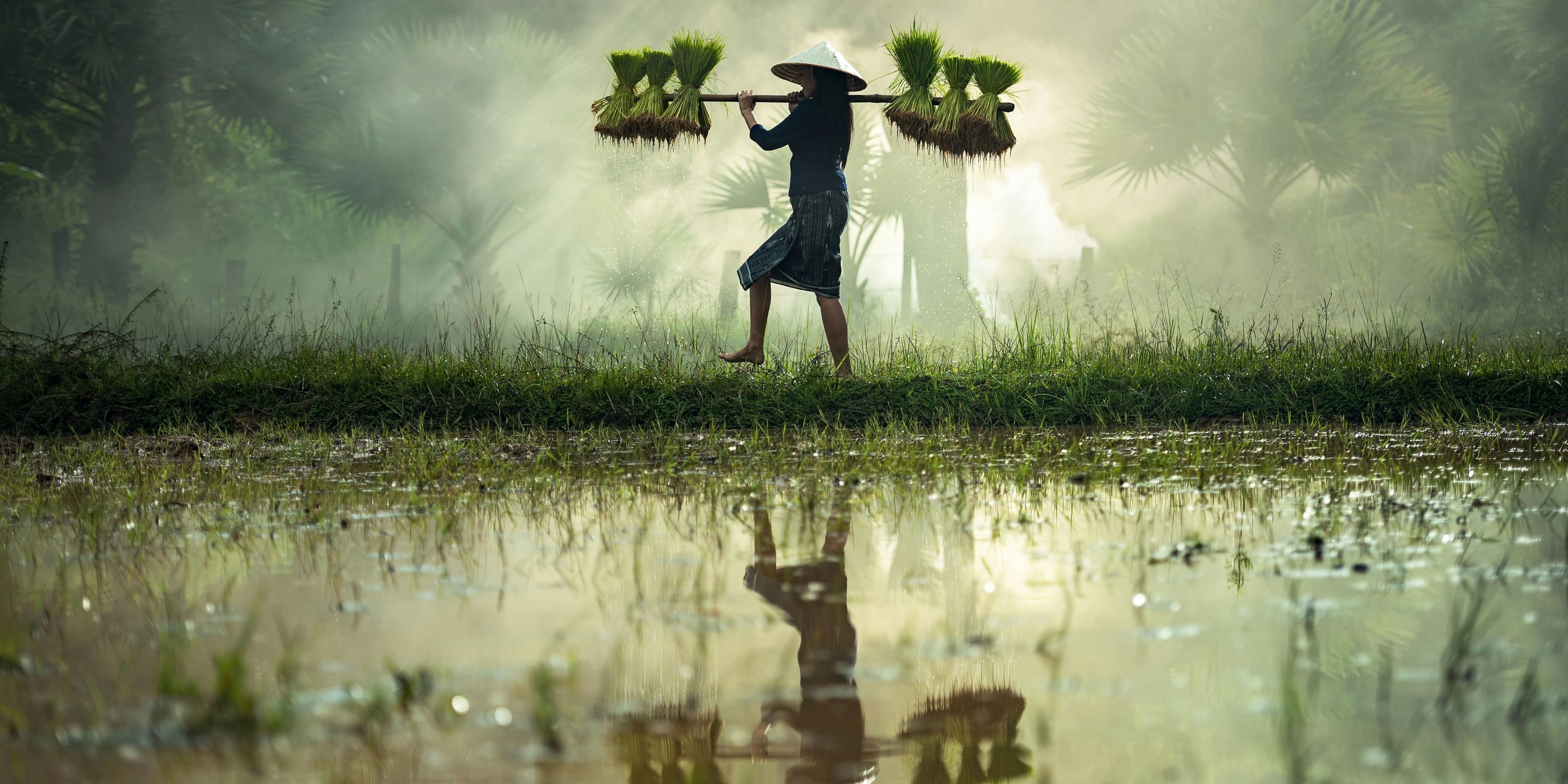 Barefoot man in flooded field walking on grass through a mist with stalks on a stick