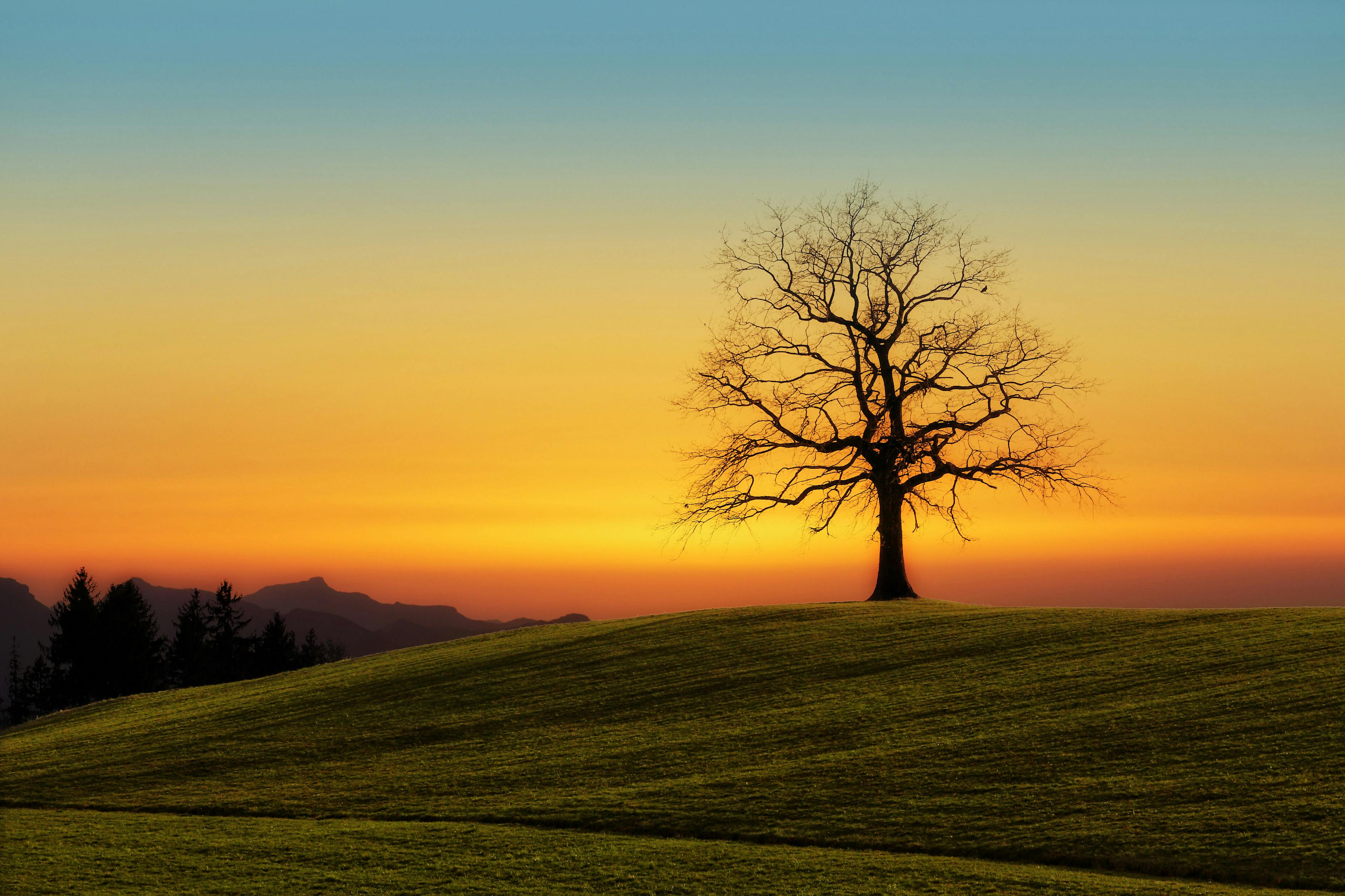 Tree silhouette in a meadow at sunset