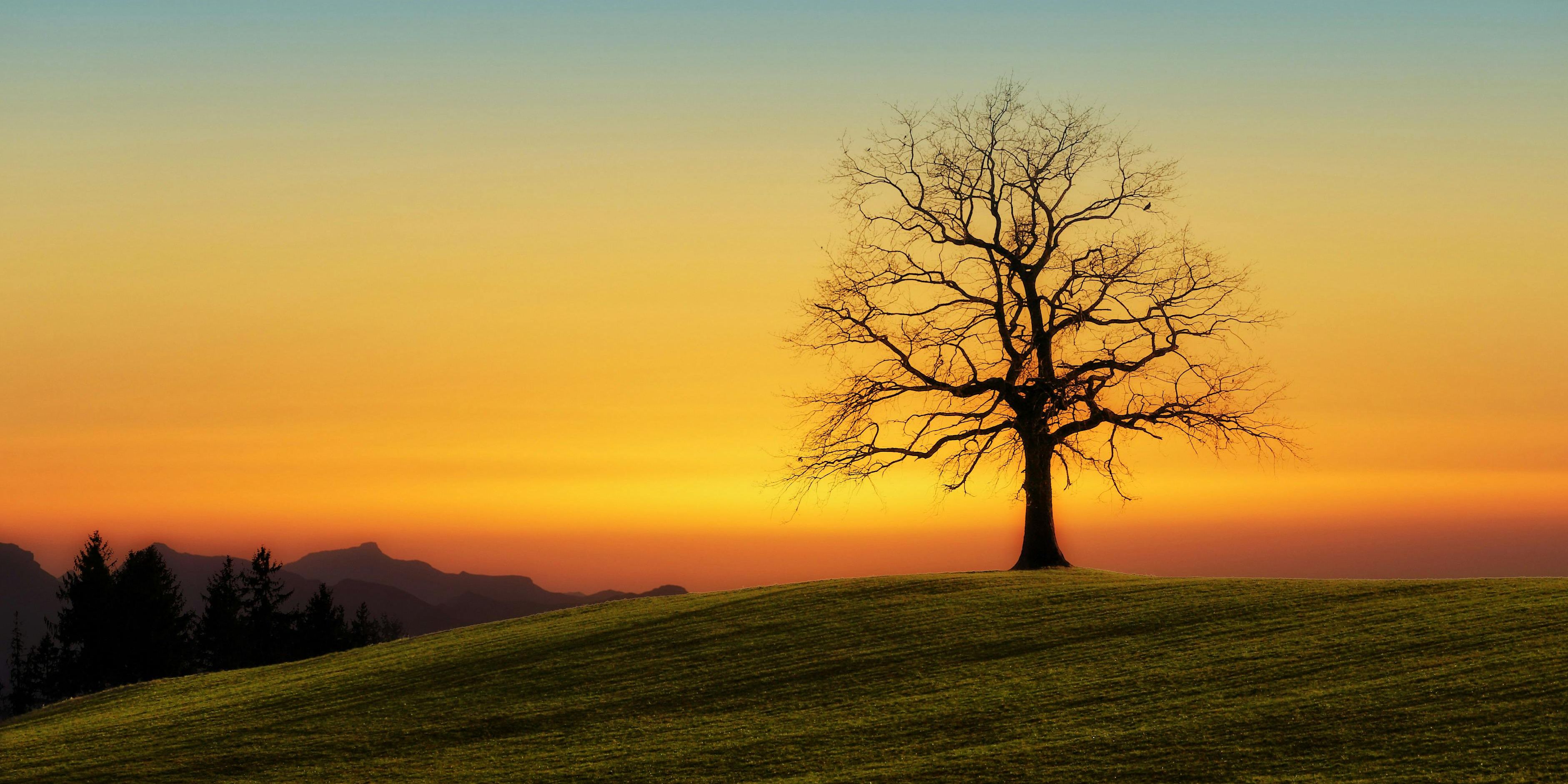 Tree silhouette in a meadow at sunset