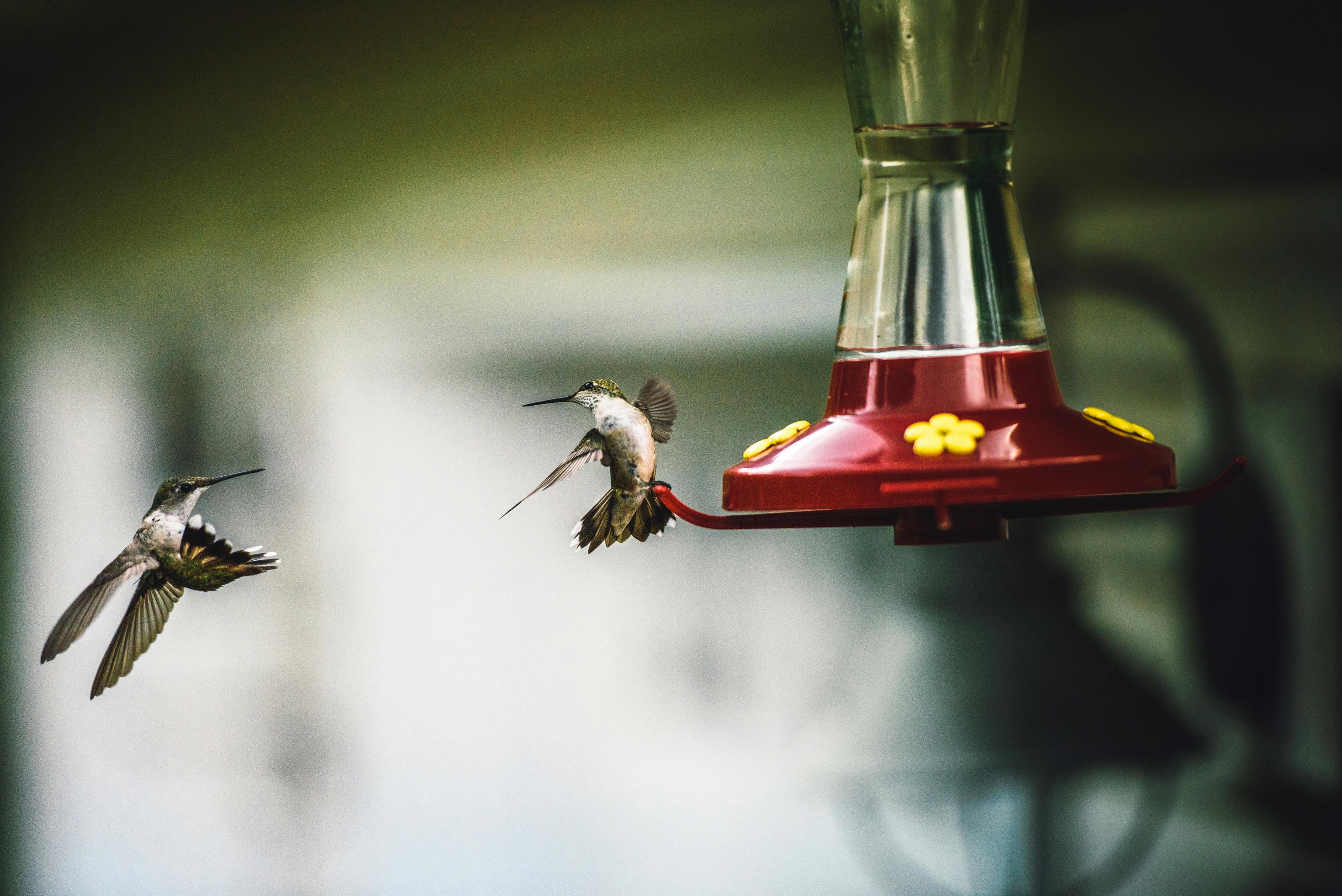 Two hummingbirds fighting midair by a red hummingbird feeder with yellow flowers at the openings