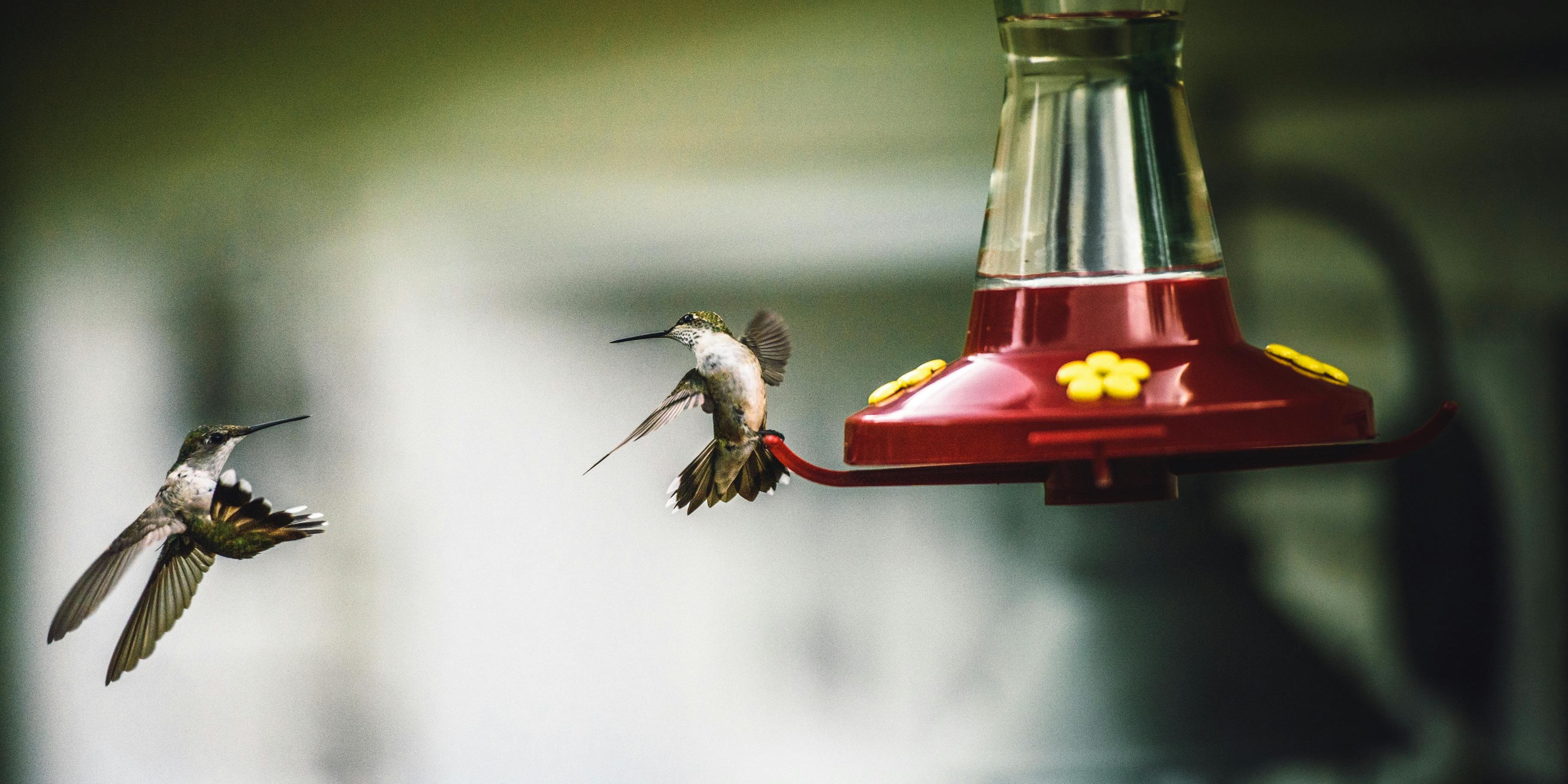 Two hummingbirds fighting midair by a red hummingbird feeder with yellow flowers at the openings