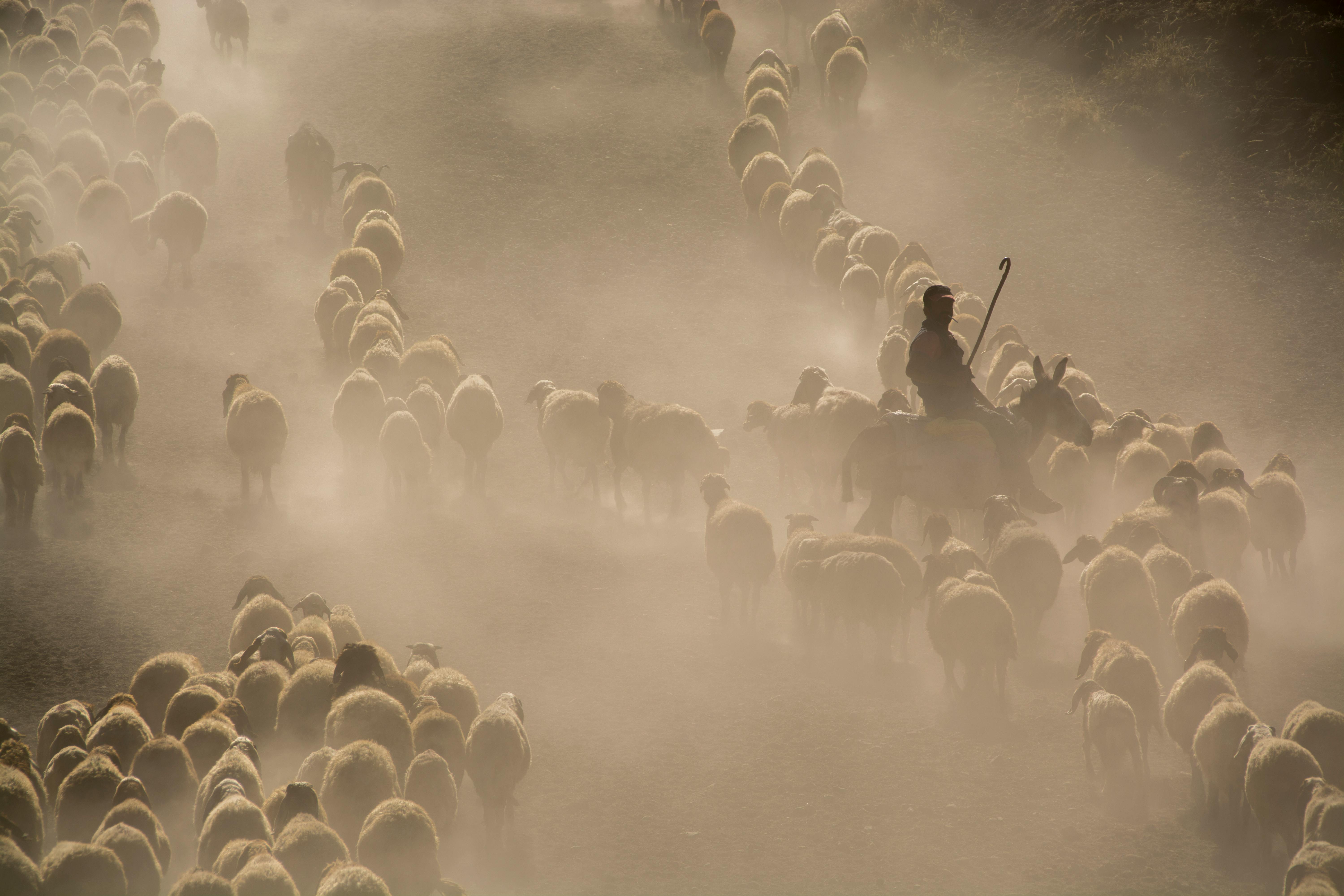 Shepheard hearding sheep in a dusty trail