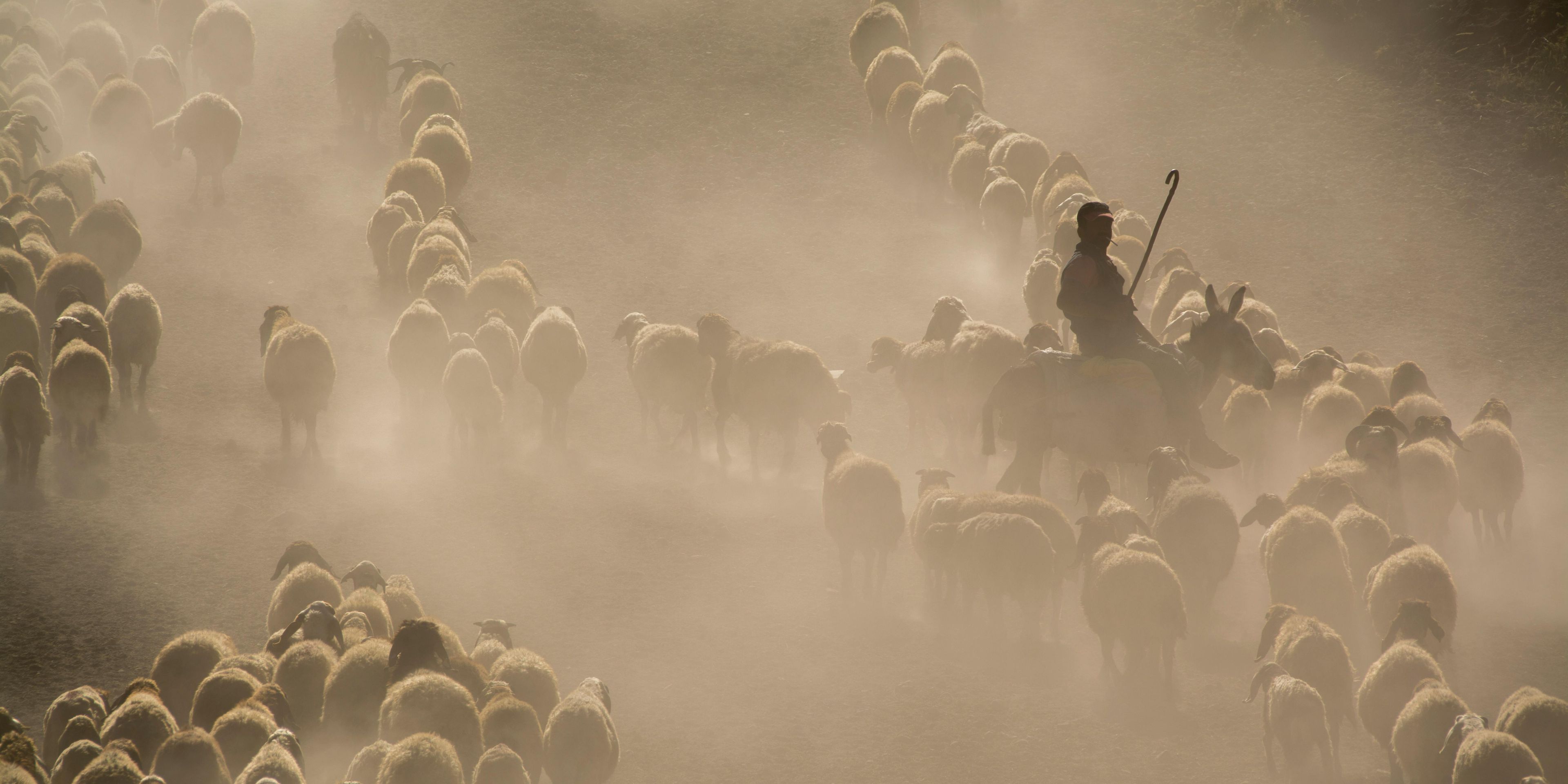 Shepheard hearding sheep in a dusty trail