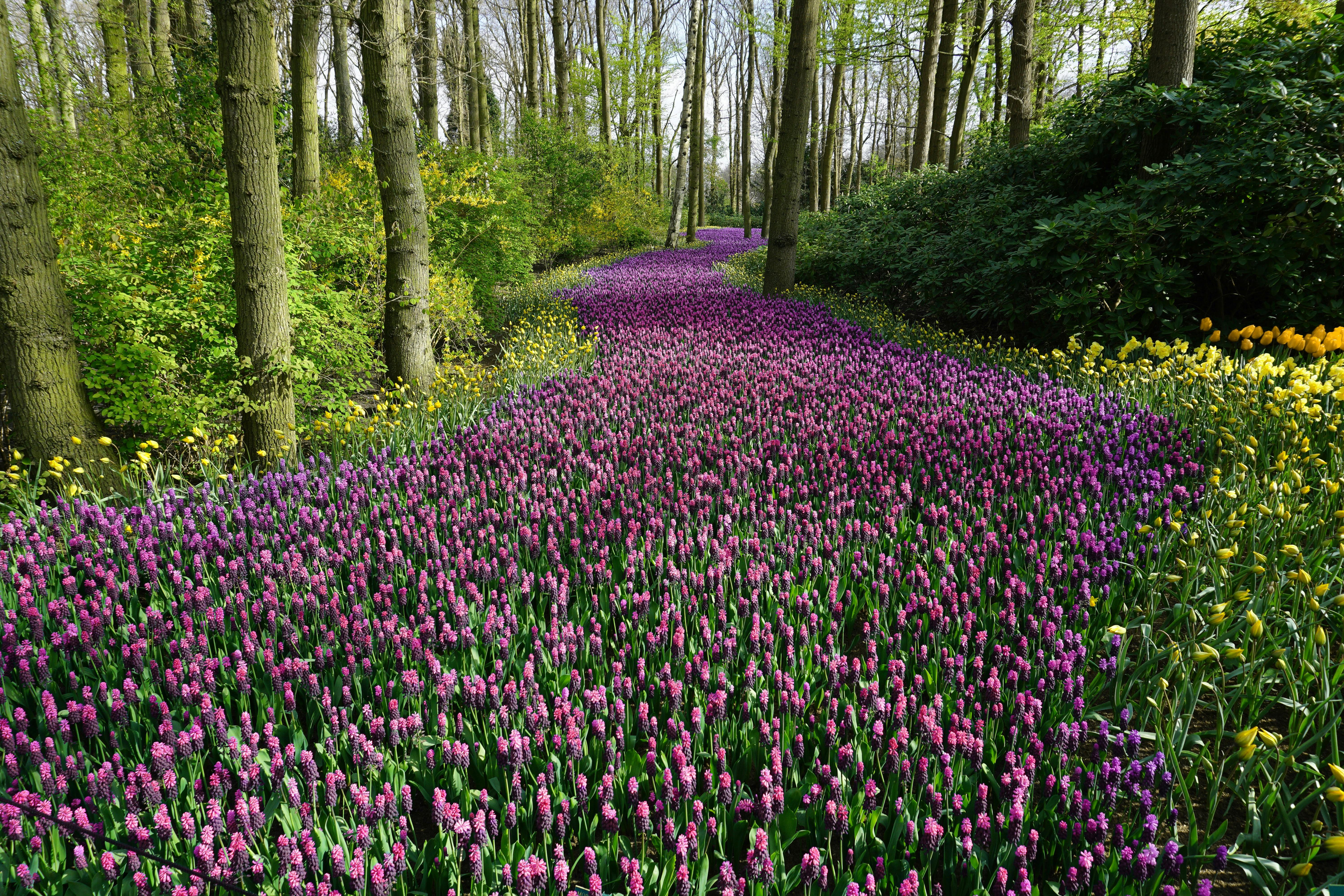Field of lavender blooms in a winding path in a forest 