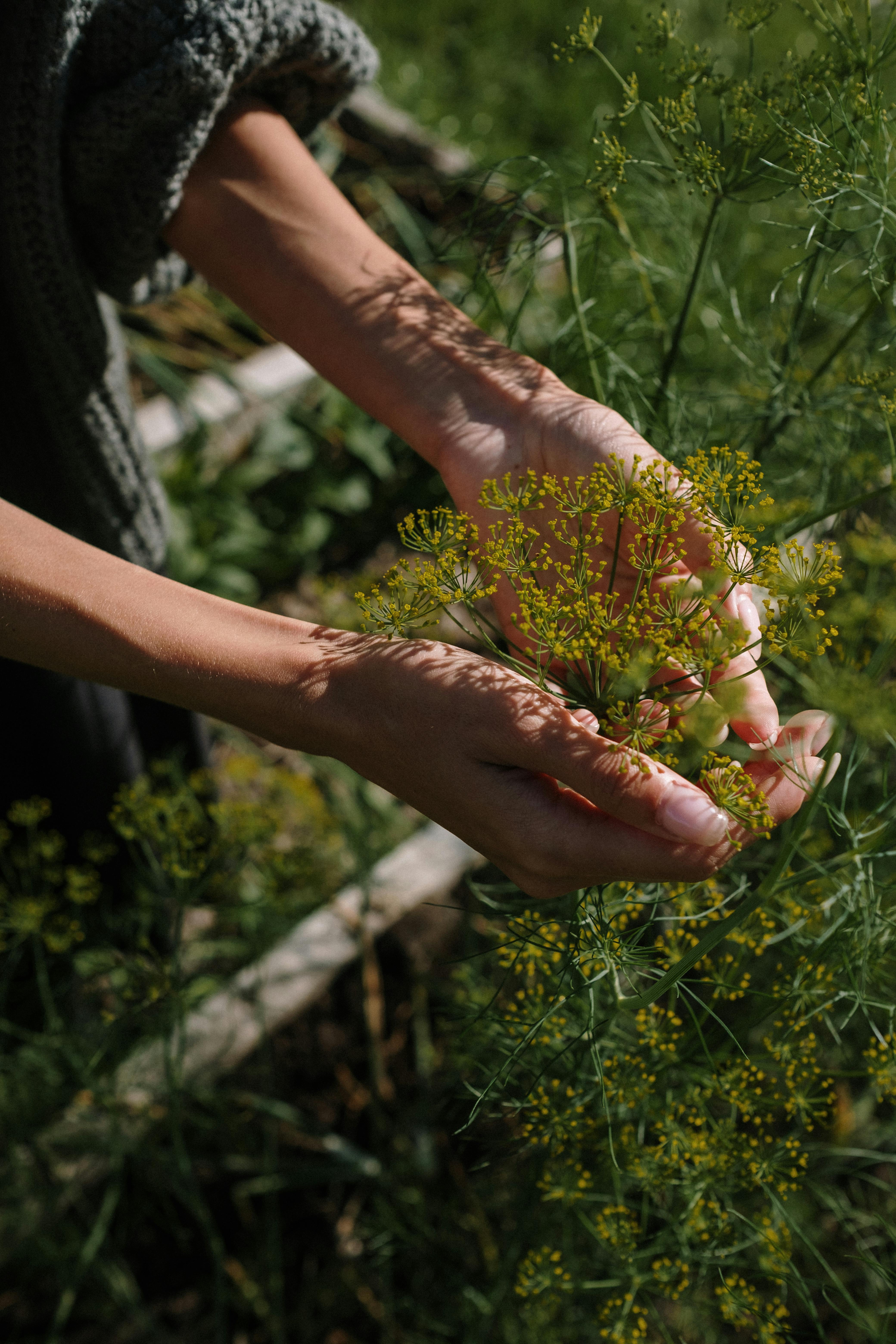 Hands holding flowers on a plant in a garden
