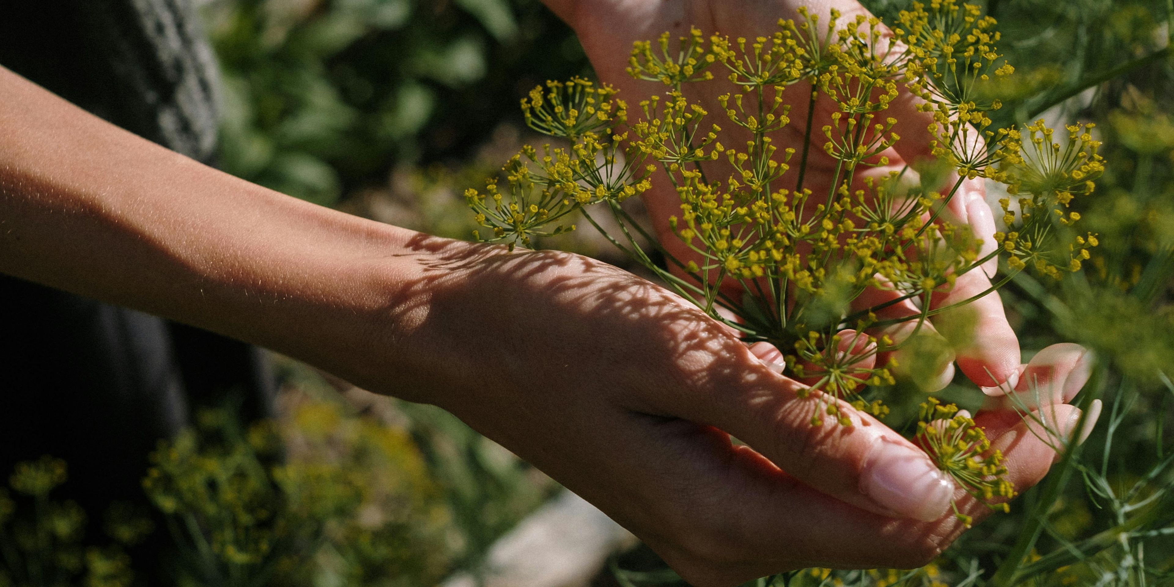 Hands holding flowers on a plant in a garden