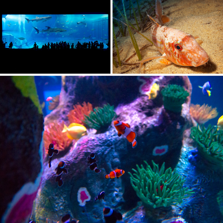 Sea Life London - Aquário de Londres