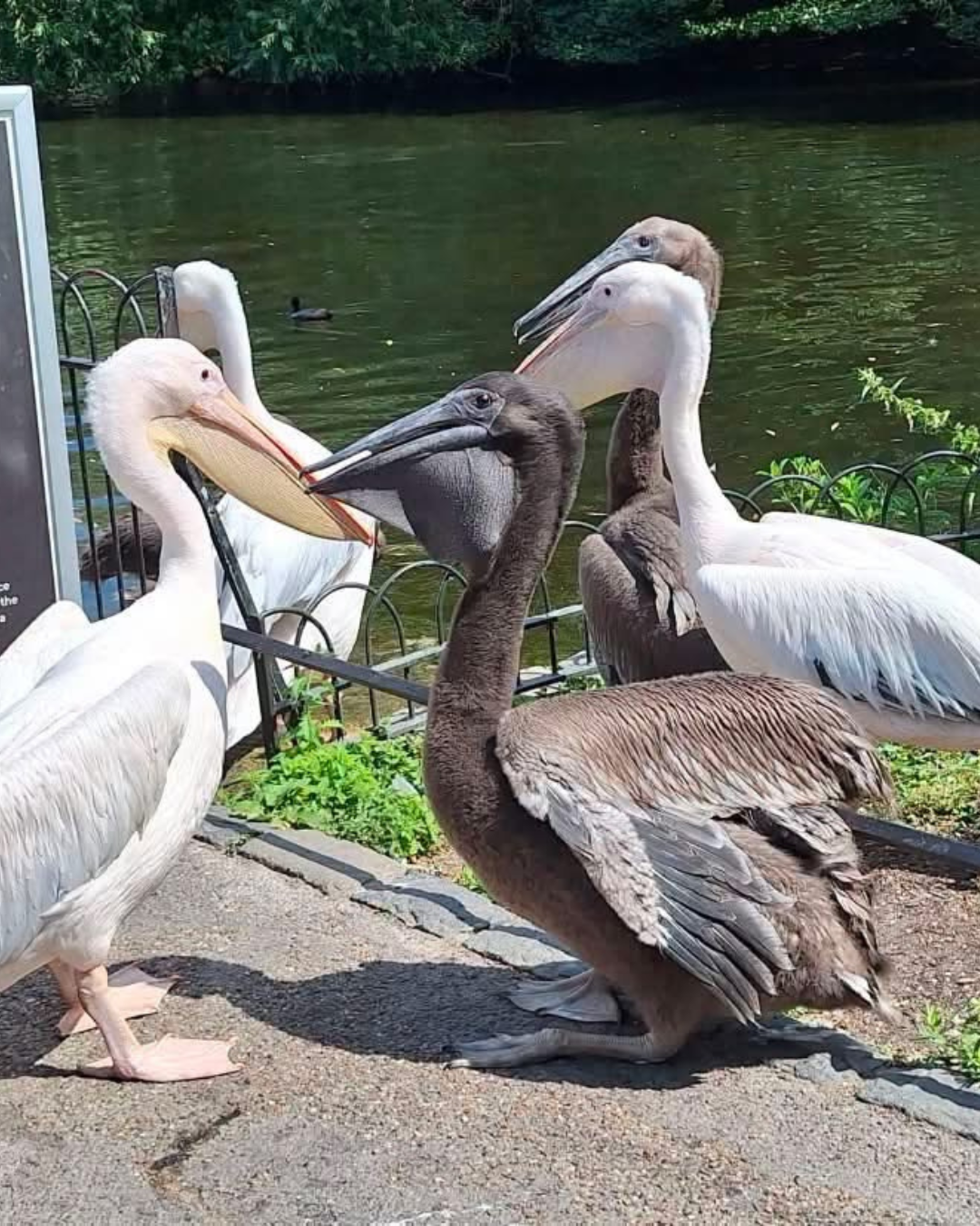 Pelicanos com seus filhotes no St James Park em Londres