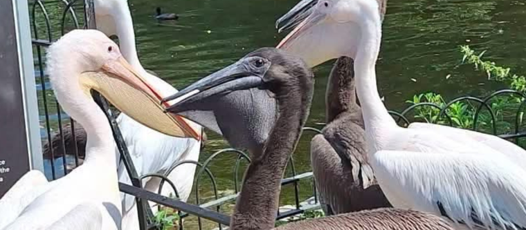 Pelicanos com seus filhotes no St James Park em Londres
