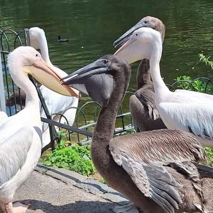 Pelicanos com seus filhotes no St James Park em Londres