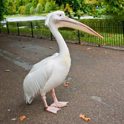 Principais Parques e Jardins em Londres — foto 3