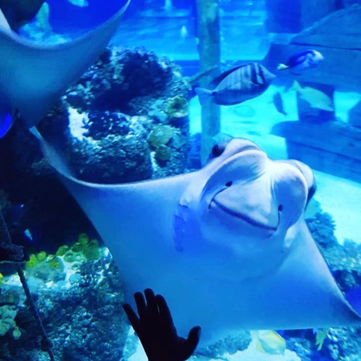 Sea Life London - Aquário de Londres