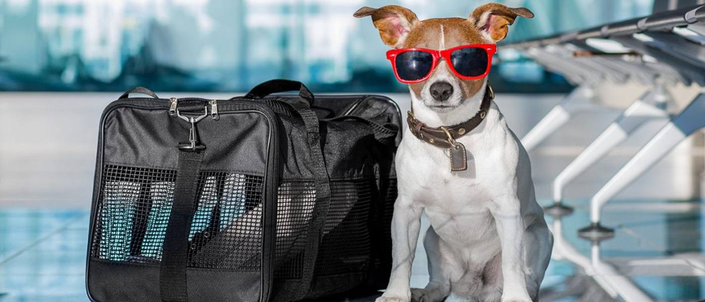 Como Viajar Com o Seu Pet?