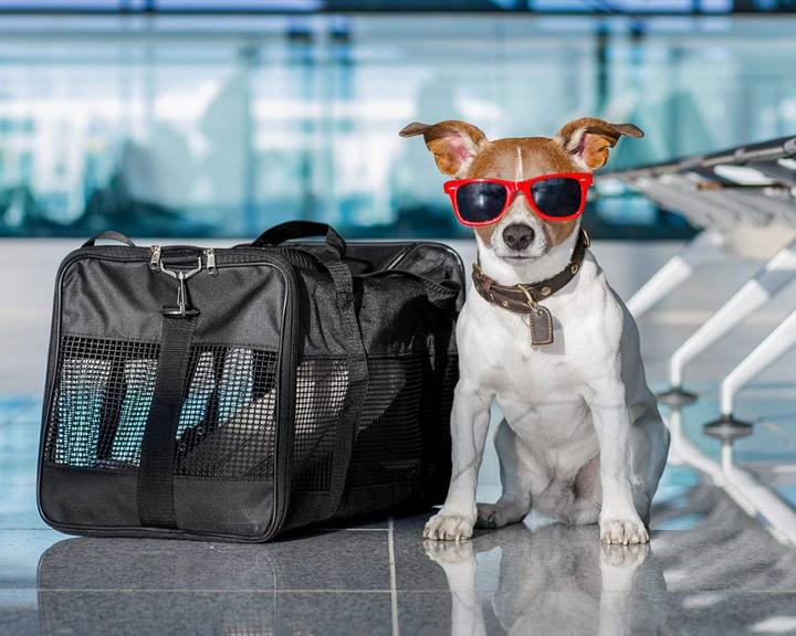Como Viajar Com o Seu Pet?