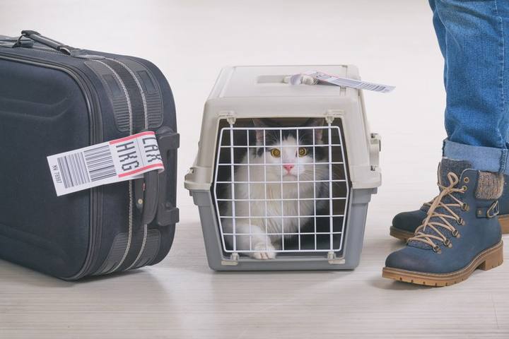 Como Viajar Com o Seu Pet?