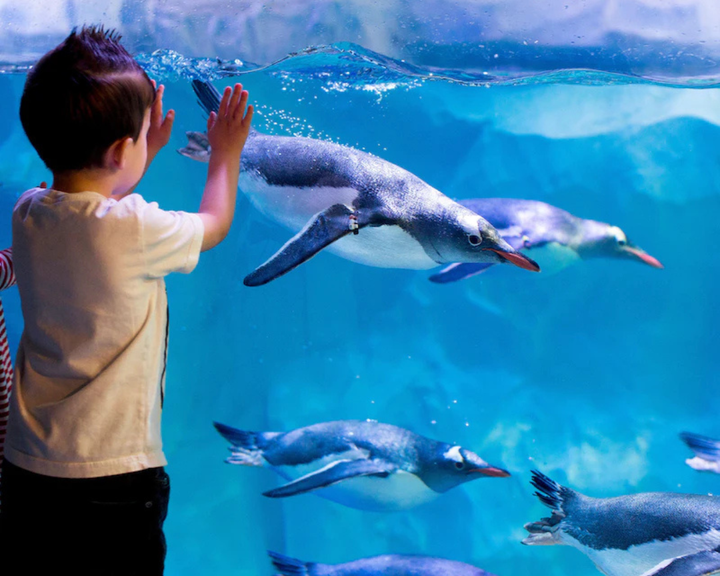 Sea Life London - Aquário de Londres