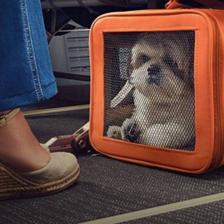 Como Viajar Com o Seu Pet?