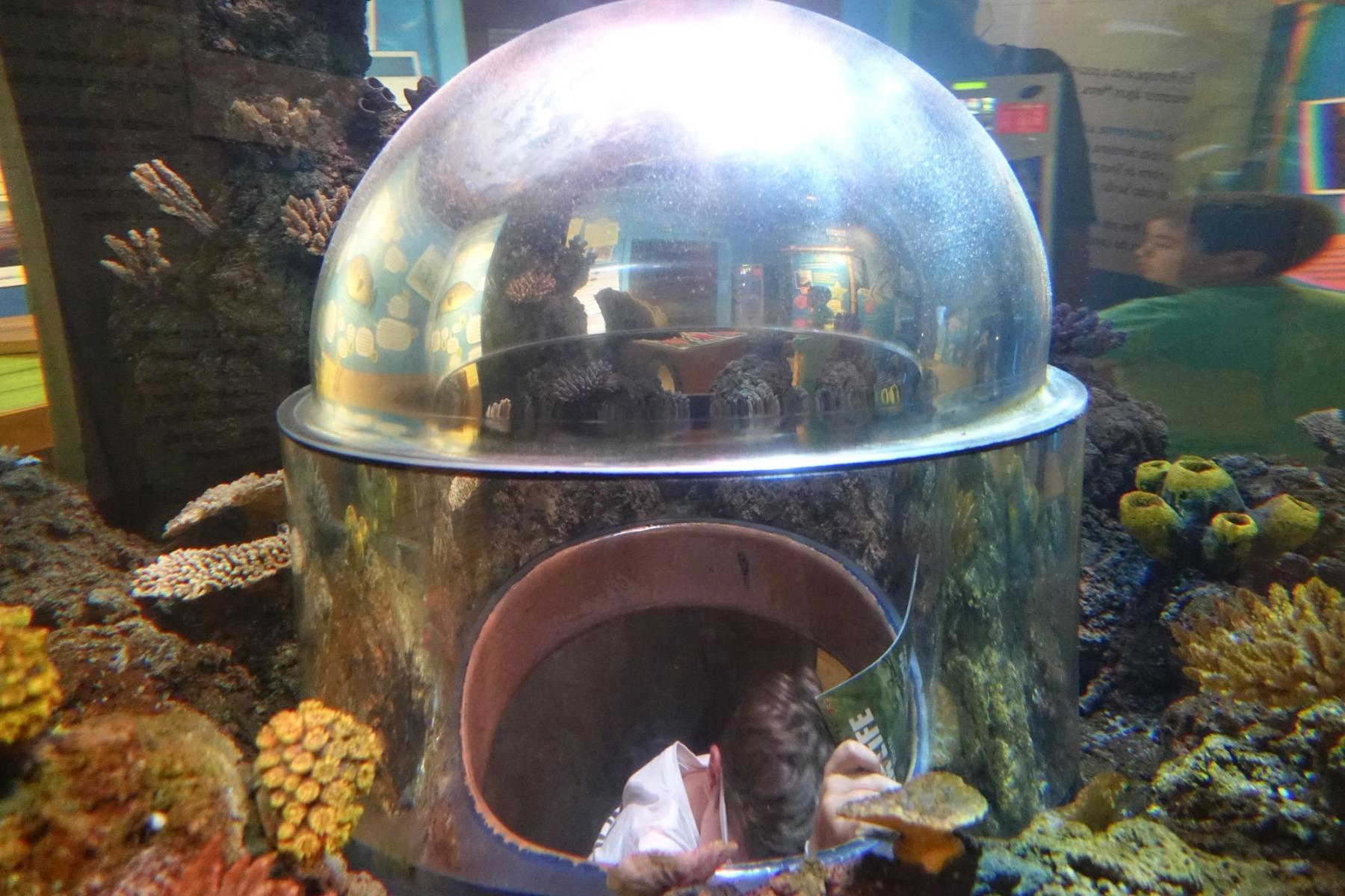 Viewing dome and coral displays at SEA LIFE Porto, photographed in 2018