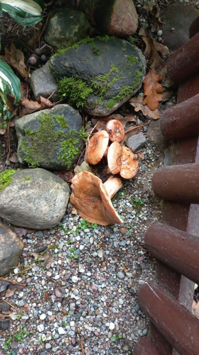 IMG-20250922-WA0027