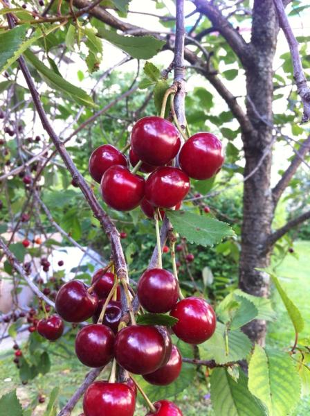 Kirsebær