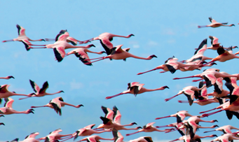 Flamingos