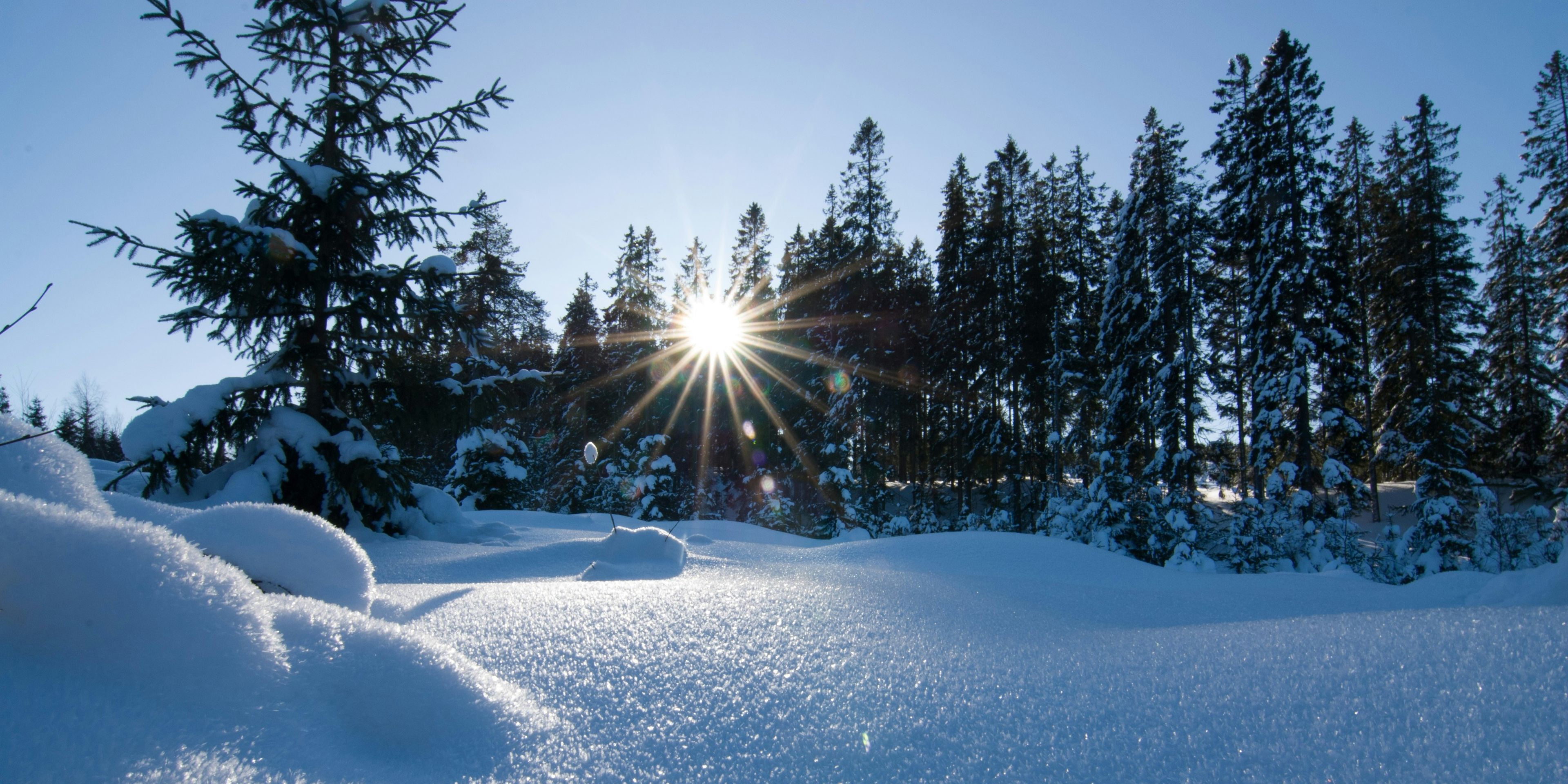 the sun is shining through the trees in the snow .