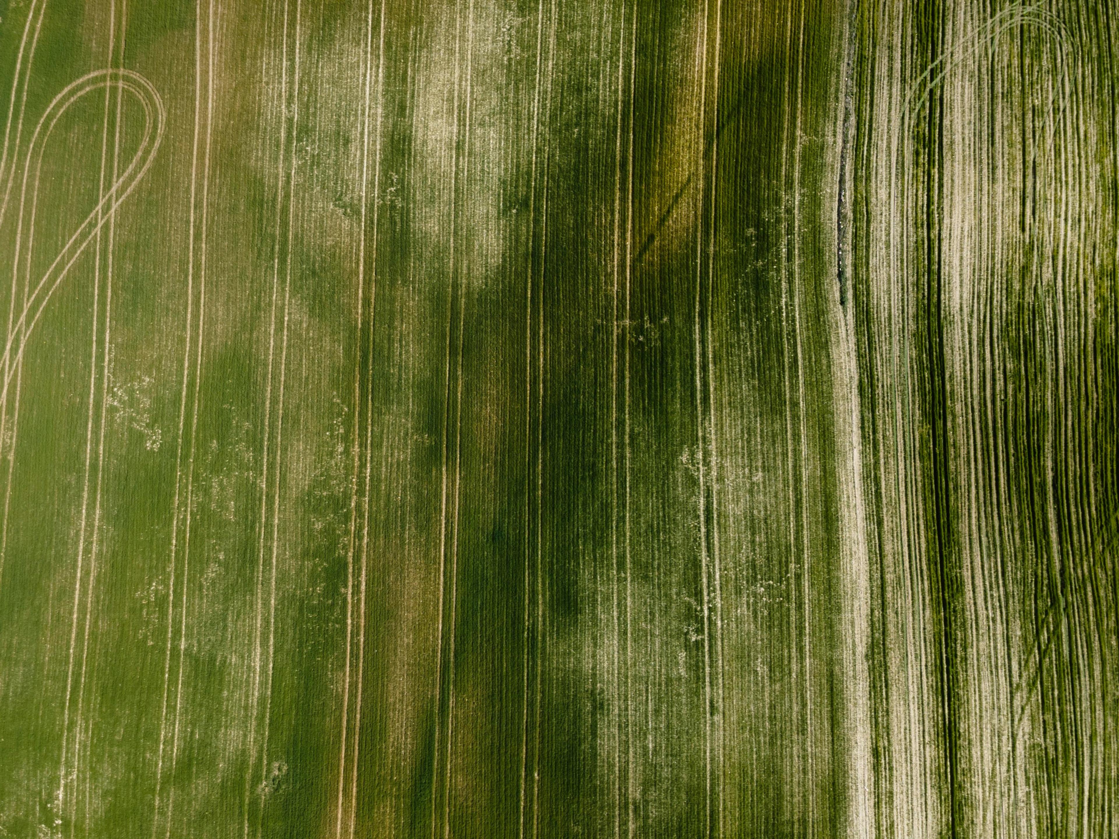 green web texture