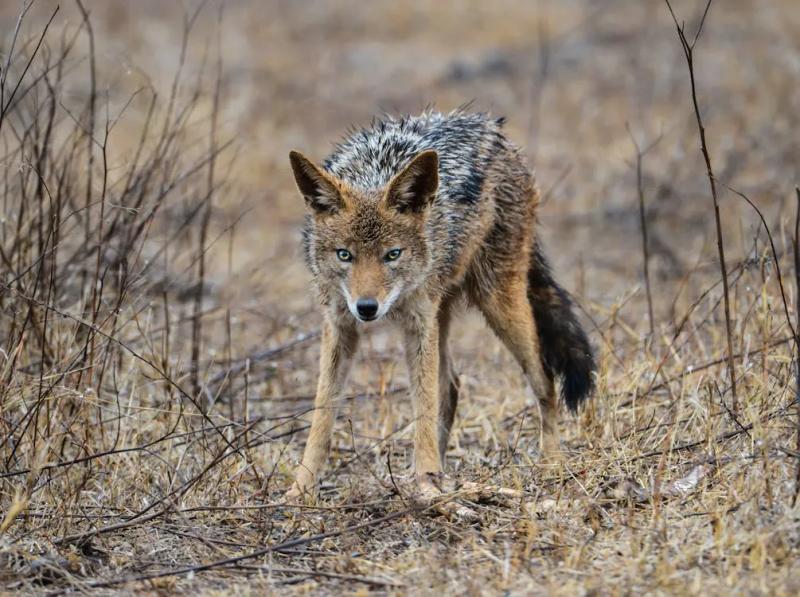 Free A Coyote on Brown Grass Stock Photo